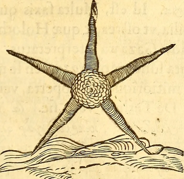 An illustration from Gvlielmi Rondeletii ... Libri de piscibus marinis, in quibus veræ piscium effigies expressæ sunt .., 1554, leaf 762