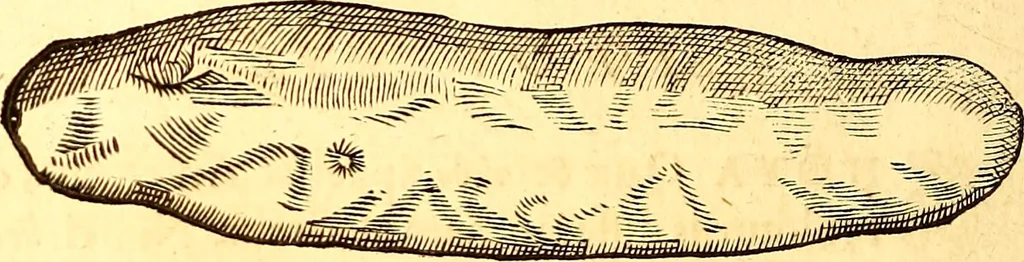 An illustration from Gvlielmi Rondeletii ... Libri de piscibus marinis, in quibus veræ piscium effigies expressæ sunt .., 1554, leaf 767
