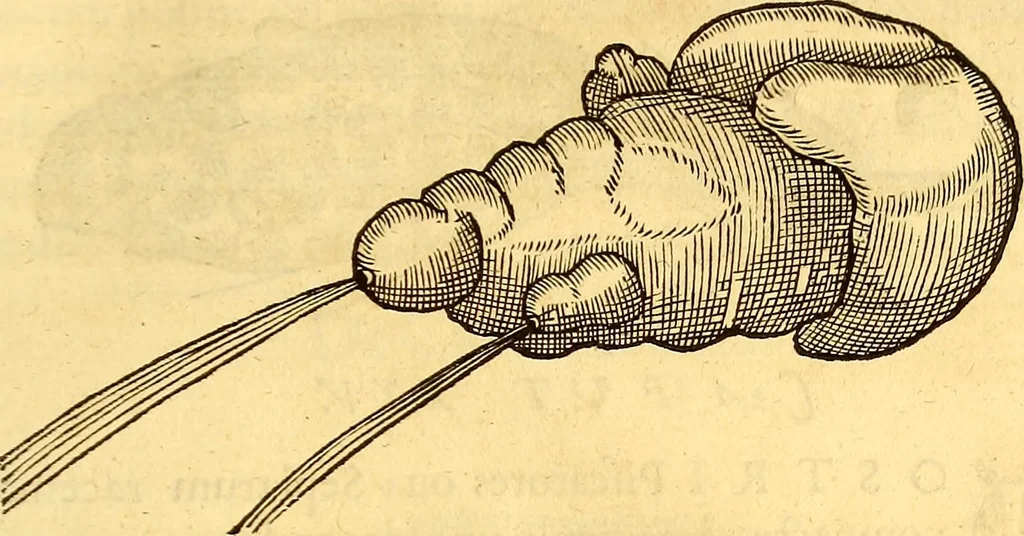 An illustration from Gvlielmi Rondeletii ... Libri de piscibus marinis, in quibus veræ piscium effigies expressæ sunt .., 1554, leaf 768