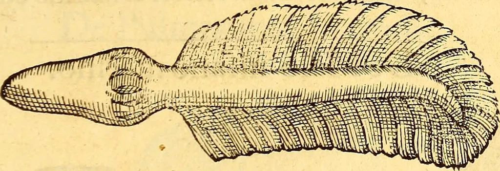 An illustration from Gvlielmi Rondeletii ... Libri de piscibus marinis, in quibus veræ piscium effigies expressæ sunt .., 1554, leaf 768