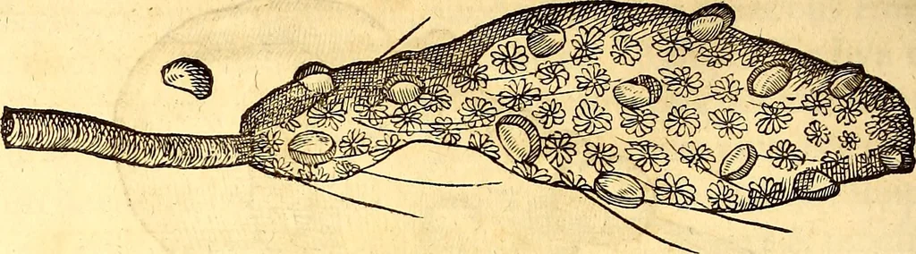 An illustration from Gvlielmi Rondeletii ... Libri de piscibus marinis, in quibus veræ piscium effigies expressæ sunt .., 1554, leaf 769