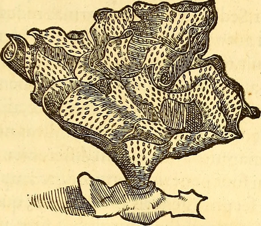 An illustration from Gvlielmi Rondeletii ... Libri de piscibus marinis, in quibus veræ piscium effigies expressæ sunt .., 1554, leaf 772