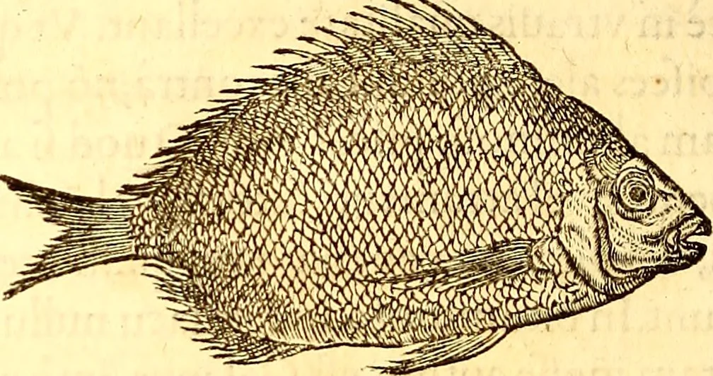 An illustration from Gvlielmi Rondeletii ... Libri de piscibus marinis, in quibus veræ piscium effigies expressæ sunt .., 1554, leaf 779