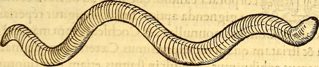 An illustration from Gvlielmi Rondeletii ... Libri de piscibus marinis, in quibus veræ piscium effigies expressæ sunt .., 1554, leaf 784