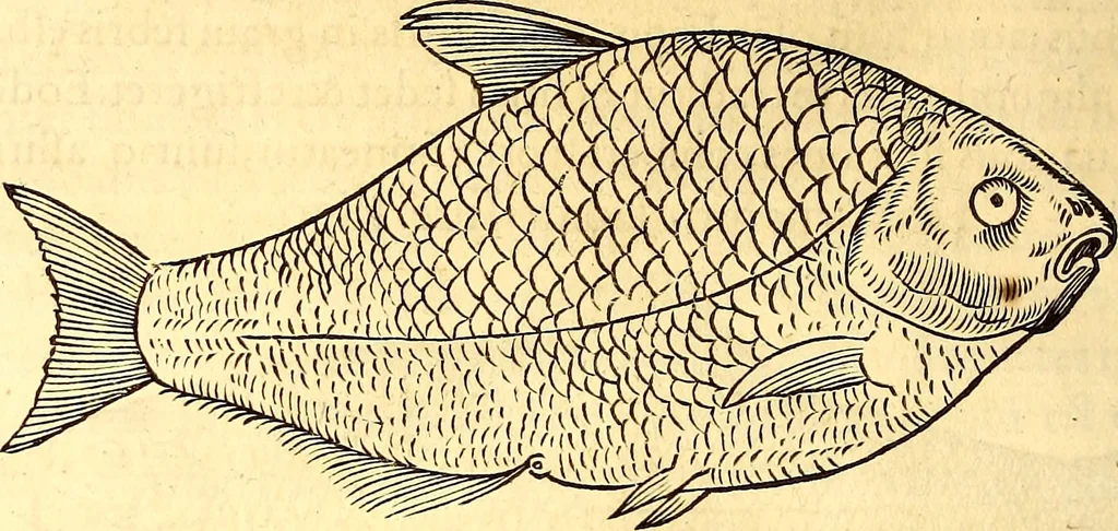 An illustration from Gvlielmi Rondeletii ... Libri de piscibus marinis, in quibus veræ piscium effigies expressæ sunt .., 1554, leaf 793
