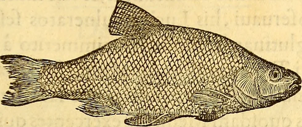 An illustration from Gvlielmi Rondeletii ... Libri de piscibus marinis, in quibus veræ piscium effigies expressæ sunt .., 1554, leaf 796