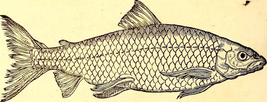 An illustration from Gvlielmi Rondeletii ... Libri de piscibus marinis, in quibus veræ piscium effigies expressæ sunt .., 1554, leaf 801