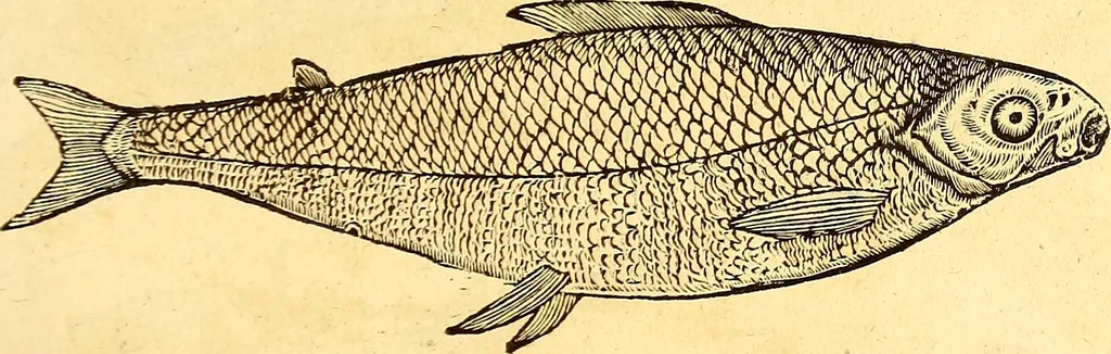 An illustration from Gvlielmi Rondeletii ... Libri de piscibus marinis, in quibus veræ piscium effigies expressæ sunt .., 1554, leaf 802