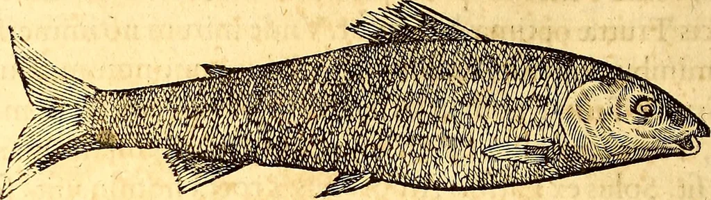An illustration from Gvlielmi Rondeletii ... Libri de piscibus marinis, in quibus veræ piscium effigies expressæ sunt .., 1554, leaf 811