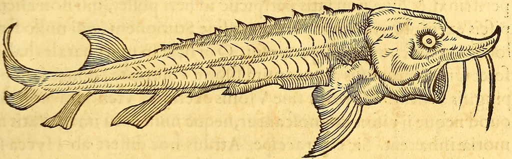 An illustration from Gvlielmi Rondeletii ... Libri de piscibus marinis, in quibus veræ piscium effigies expressæ sunt .., 1554, leaf 812