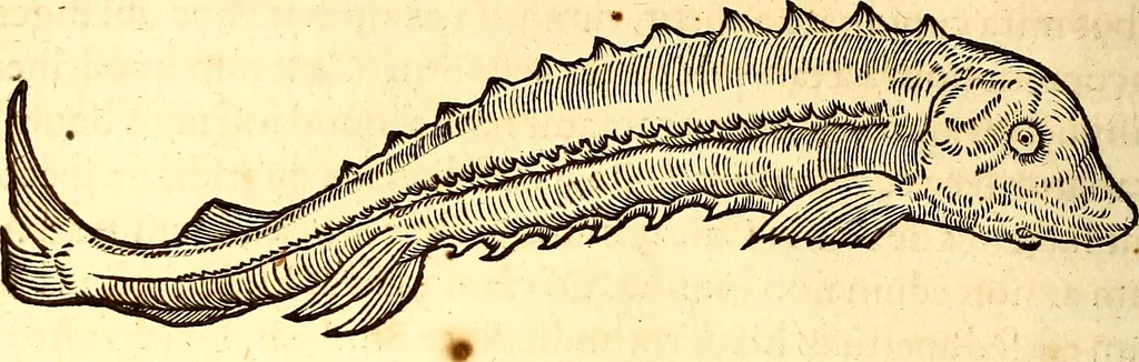 An illustration from Gvlielmi Rondeletii ... Libri de piscibus marinis, in quibus veræ piscium effigies expressæ sunt .., 1554, leaf 815