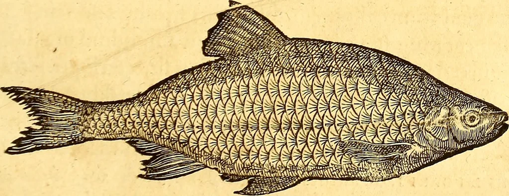 An illustration from Gvlielmi Rondeletii ... Libri de piscibus marinis, in quibus veræ piscium effigies expressæ sunt .., 1554, leaf 830