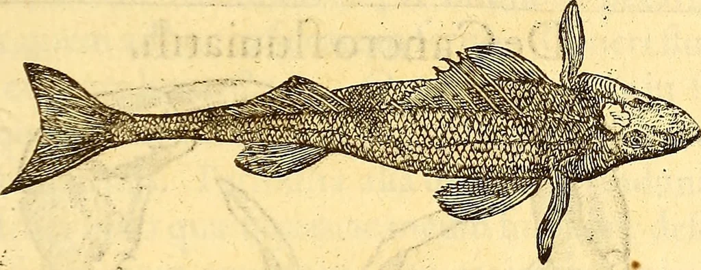 An illustration from Gvlielmi Rondeletii ... Libri de piscibus marinis, in quibus veræ piscium effigies expressæ sunt .., 1554, leaf 846