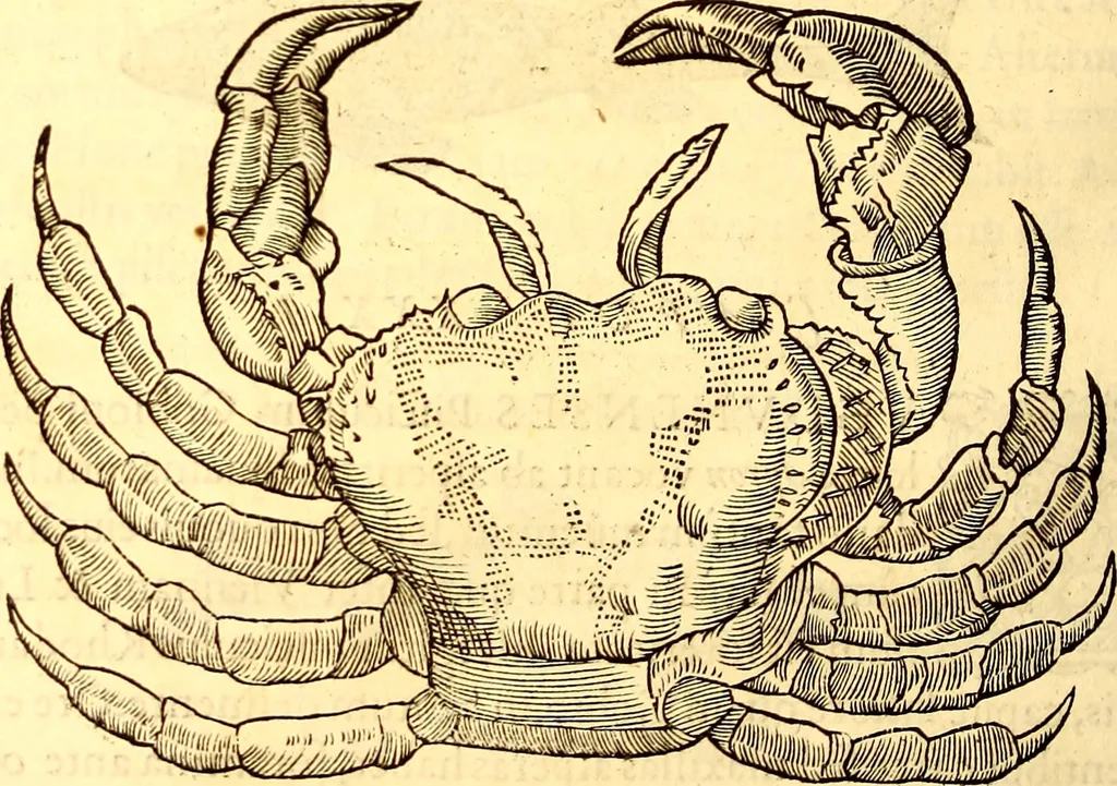 An illustration from Gvlielmi Rondeletii ... Libri de piscibus marinis, in quibus veræ piscium effigies expressæ sunt .., 1554, leaf 847