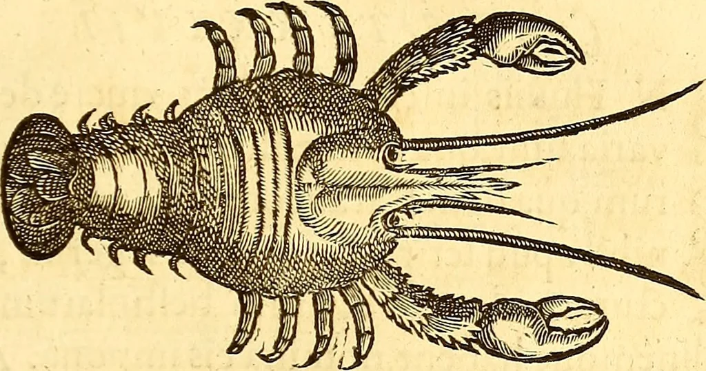 An illustration from Gvlielmi Rondeletii ... Libri de piscibus marinis, in quibus veræ piscium effigies expressæ sunt .., 1554, leaf 850