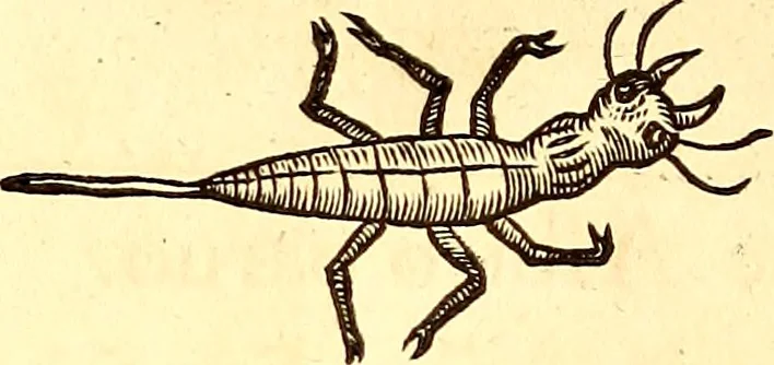 An illustration from Gvlielmi Rondeletii ... Libri de piscibus marinis, in quibus veræ piscium effigies expressæ sunt .., 1554, leaf 851