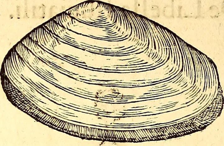 An illustration from Gvlielmi Rondeletii ... Libri de piscibus marinis, in quibus veræ piscium effigies expressæ sunt .., 1554, leaf 853