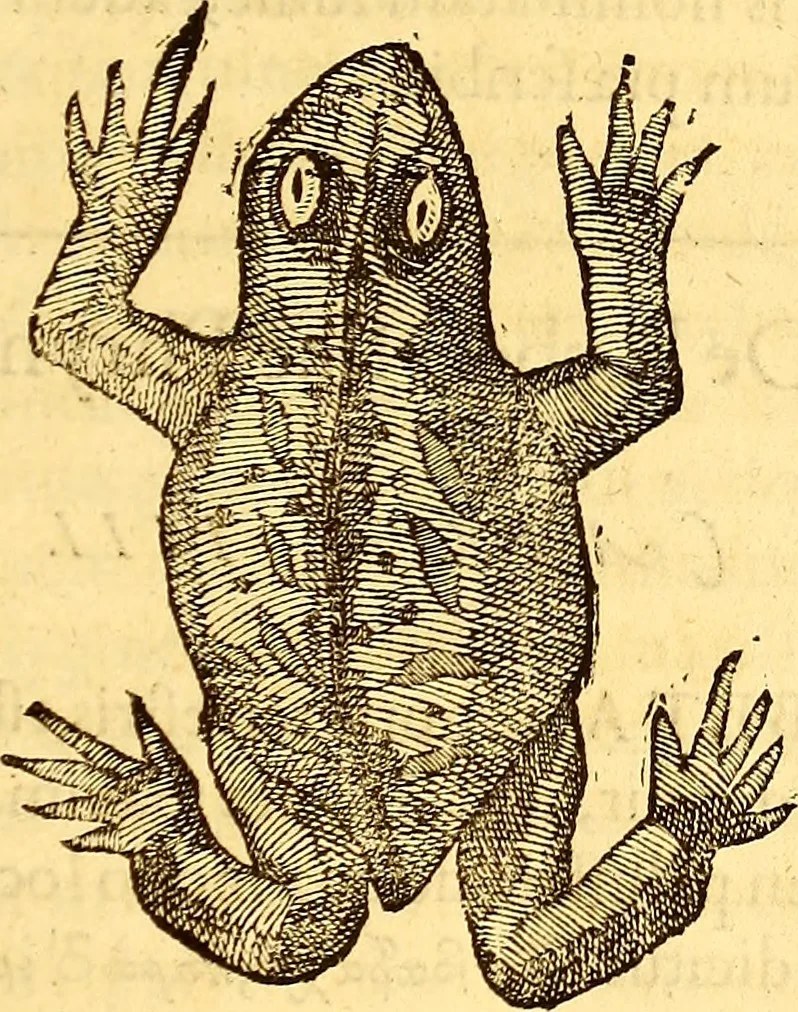 An illustration from Gvlielmi Rondeletii ... Libri de piscibus marinis, in quibus veræ piscium effigies expressæ sunt .., 1554, leaf 858