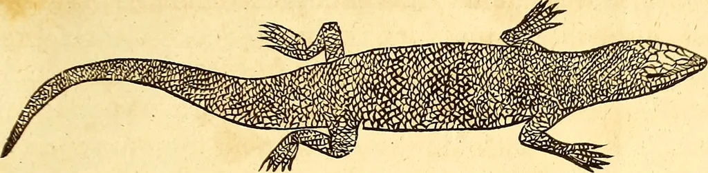 An illustration from Gvlielmi Rondeletii ... Libri de piscibus marinis, in quibus veræ piscium effigies expressæ sunt .., 1554, leaf 870