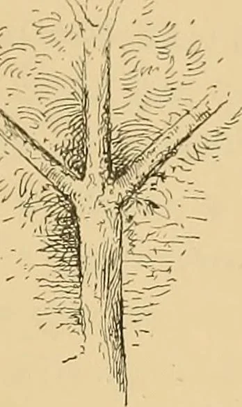 An illustration from Gypsy sorcery and fortune telling, illustrated by numerous incantations, specimens of medical magic, anecdotes, and tales, 1891, leaf 171