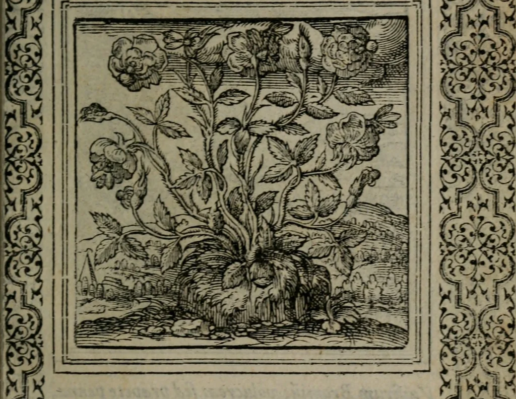 An illustration from Hadriani Iunii medici Emblemata, 1565, leaf 42
