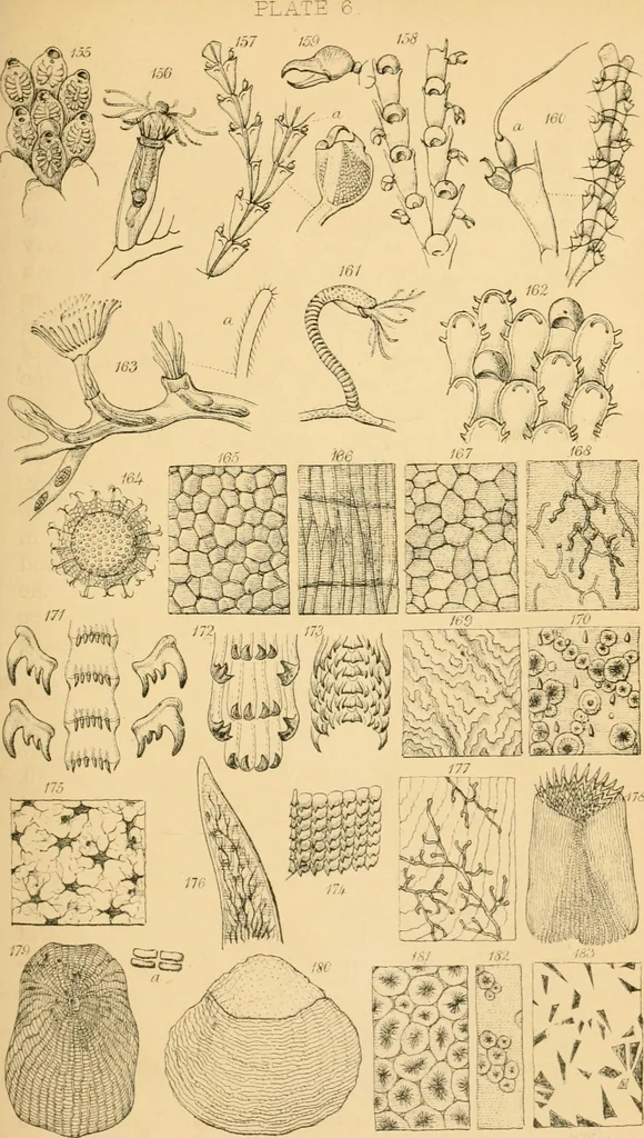 An illustration from Half-hours with the microscope; being a popular guide to the use of the microscope as a means of amusement and instruction, 1863, leaf 105