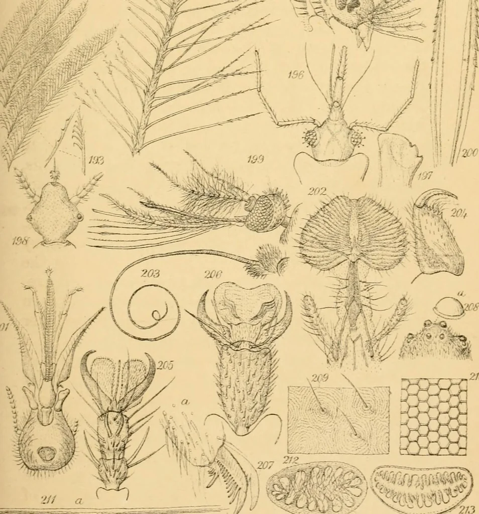 An illustration from Half-hours with the microscope; being a popular guide to the use of the microscope as a means of amusement and instruction, 1863, leaf 115