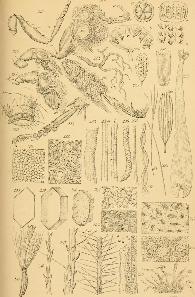 An illustration from Half-hours with the microscope; being a popular guide to the use of the microscope as a means of amusement and instruction, 1863, leaf 125
