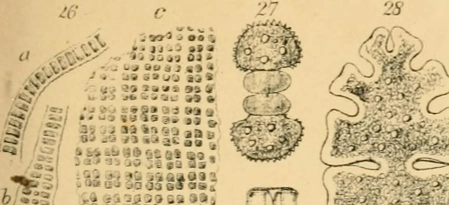 An illustration from Half-hours with the microscope; being a popular guide to the use of the microscope as a means of amusement and instruction, 1863, leaf 59