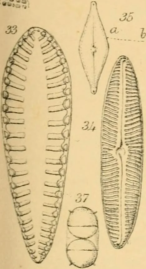 An illustration from Half-hours with the microscope; being a popular guide to the use of the microscope as a means of amusement and instruction, 1863, leaf 59