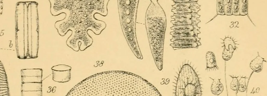An illustration from Half-hours with the microscope; being a popular guide to the use of the microscope as a means of amusement and instruction, 1863, leaf 59