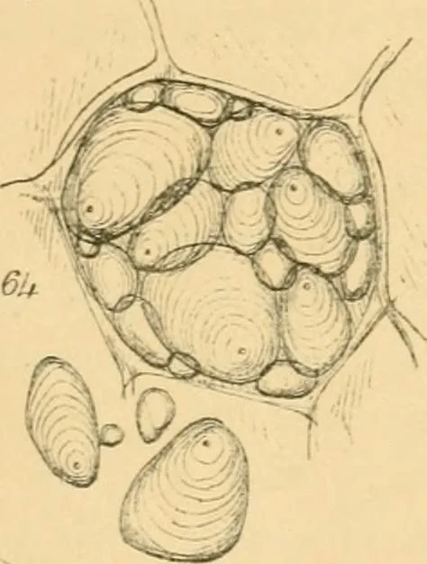 An illustration from Half-hours with the microscope; being a popular guide to the use of the microscope as a means of amusement and instruction, 1863, leaf 75