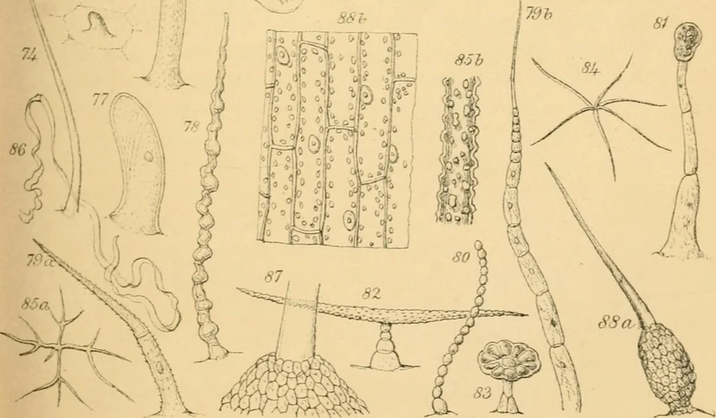 An illustration from Half-hours with the microscope; being a popular guide to the use of the microscope as a means of amusement and instruction, 1863, leaf 75