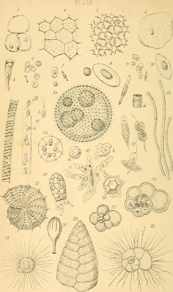 An illustration from Half-hours with the microscope; being a popular guide to the use of the microscope as a means of amusement and instruction, 1863, leaf 8
