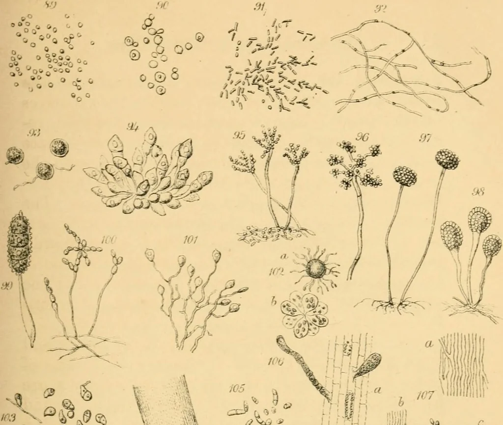 An illustration from Half-hours with the microscope; being a popular guide to the use of the microscope as a means of amusement and instruction, 1863, leaf 85
