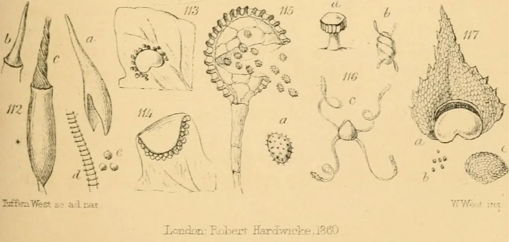 An illustration from Half-hours with the microscope; being a popular guide to the use of the microscope as a means of amusement and instruction, 1863, leaf 85