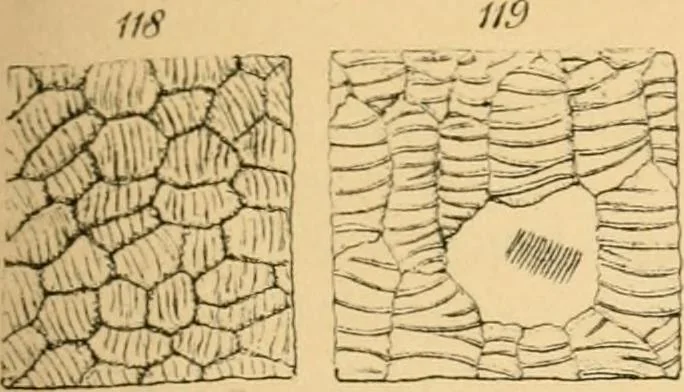 An illustration from Half-hours with the microscope; being a popular guide to the use of the microscope as a means of amusement and instruction, 1863, leaf 95