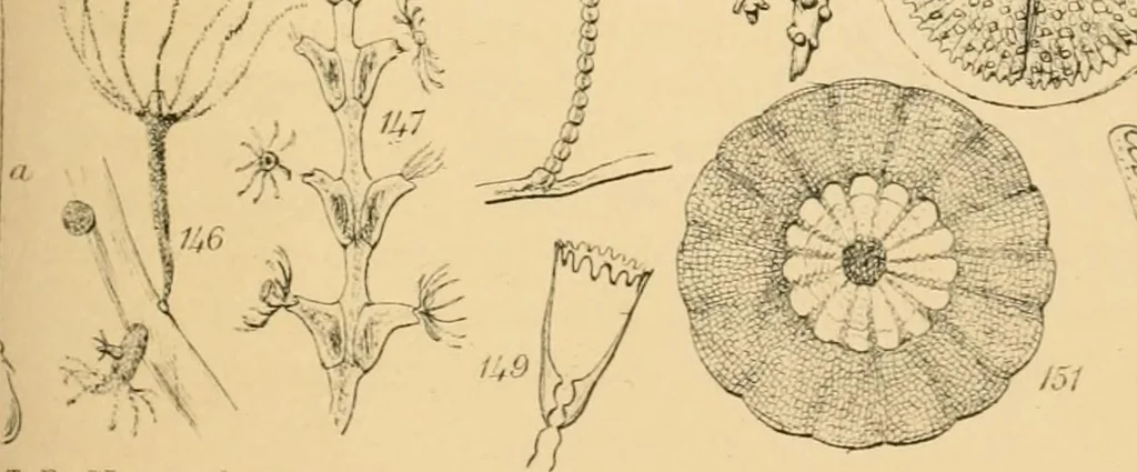 An illustration from Half-hours with the microscope; being a popular guide to the use of the microscope as a means of amusement and instruction, 1863, leaf 95