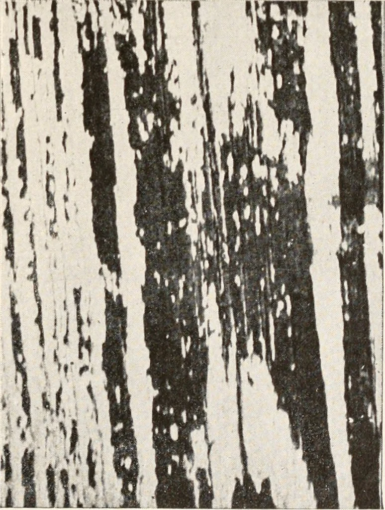 An illustration from Handbook for architects and builders, 1898, leaf 232