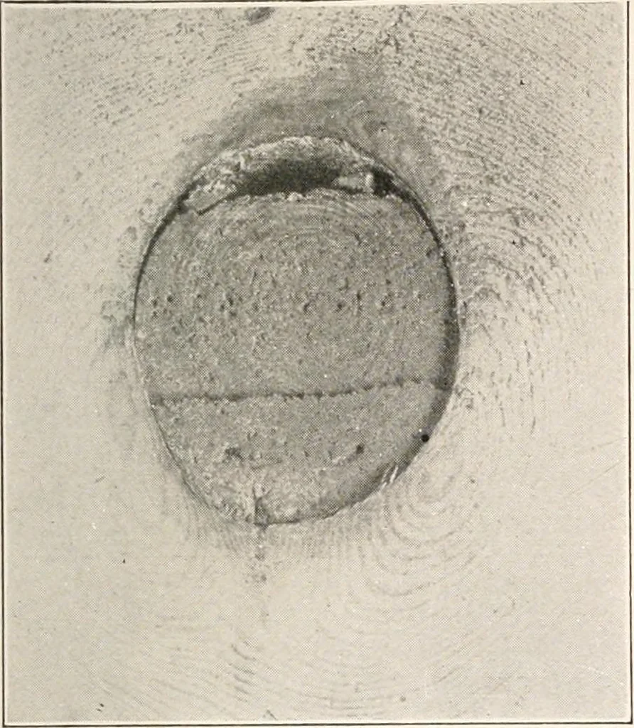 An illustration from Handbook for architects and builders, 1898, leaf 239