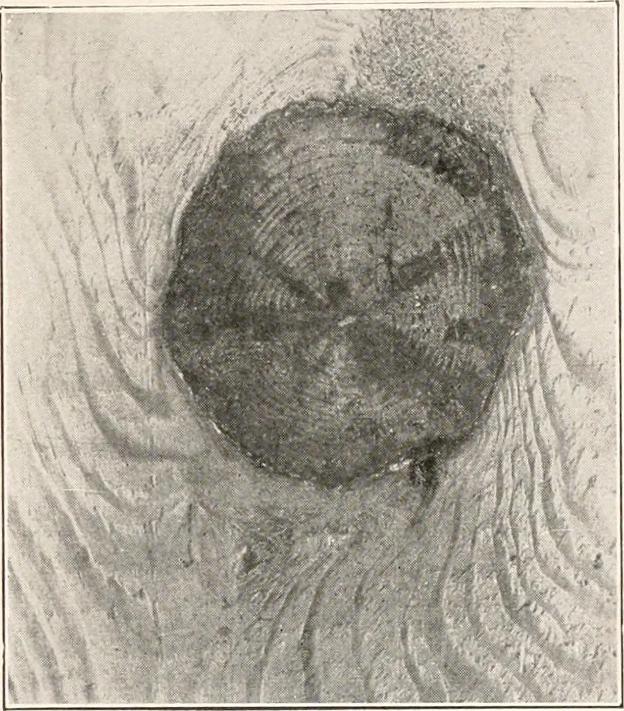 An illustration from Handbook for architects and builders, 1898, leaf 239
