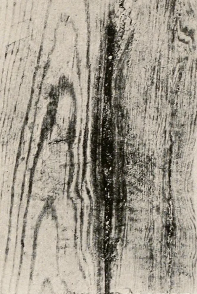 An illustration from Handbook for architects and builders, 1898, leaf 243