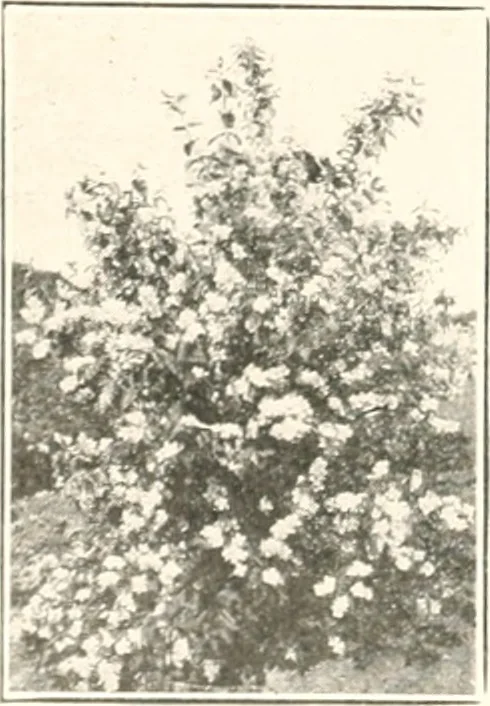 An illustration from Handbook for architects and builders, 1898, leaf 347
