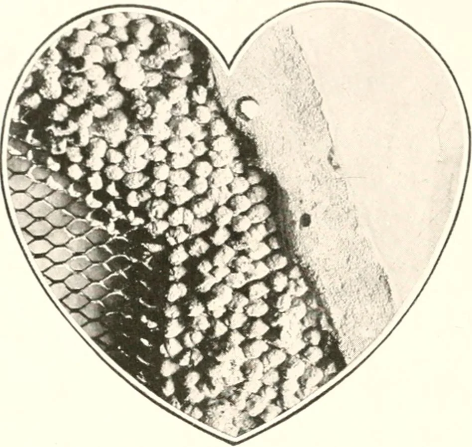 An illustration from Handbook for architects and builders, 1898, leaf 352