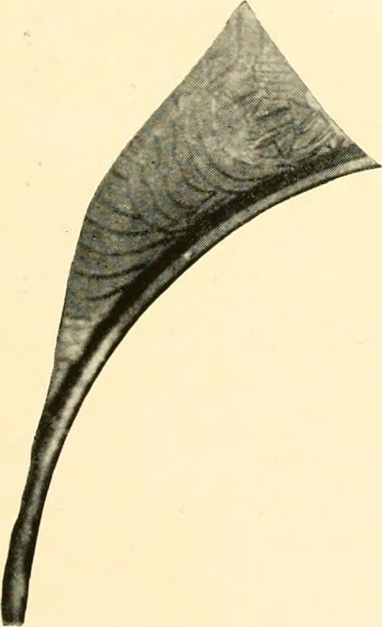 An illustration from A handbook of Attic red-figured vases signed by or attributed to the various masters of the sixth and fifth centuries B. C., 1919, leaf 75
