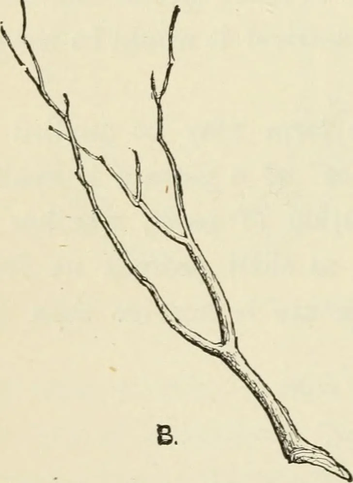 An illustration from Handbook of drawing, 1880, leaf 121