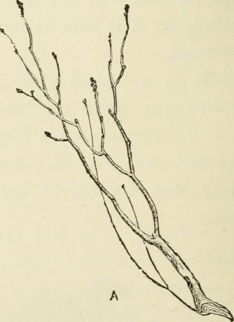 An illustration from Handbook of drawing, 1880, leaf 121