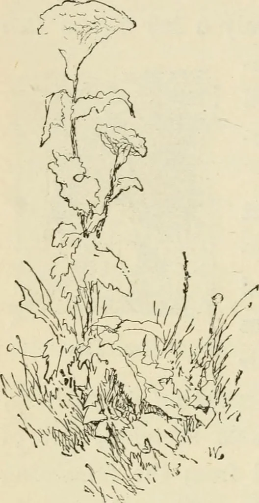 An illustration from Handbook of drawing, 1880, leaf 177