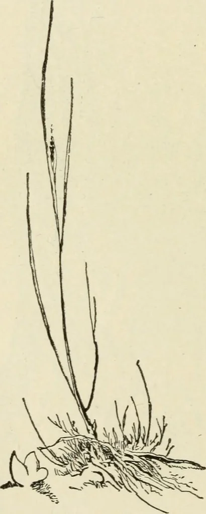 An illustration from Handbook of drawing, 1880, leaf 181