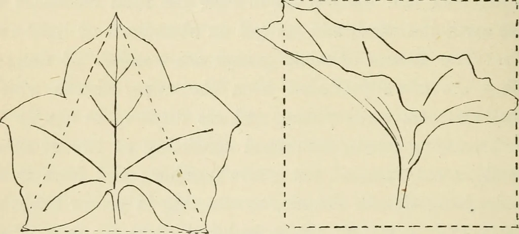 An illustration from Handbook of drawing, 1880, leaf 185